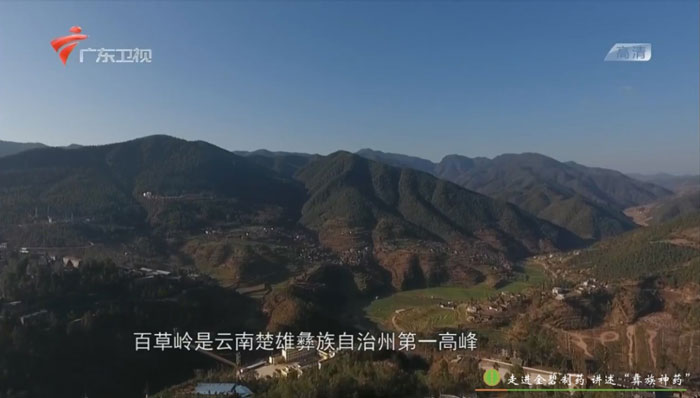 《悬壶岭南》:走进金碧制药,讲述“彝族神药”故事3.jpg